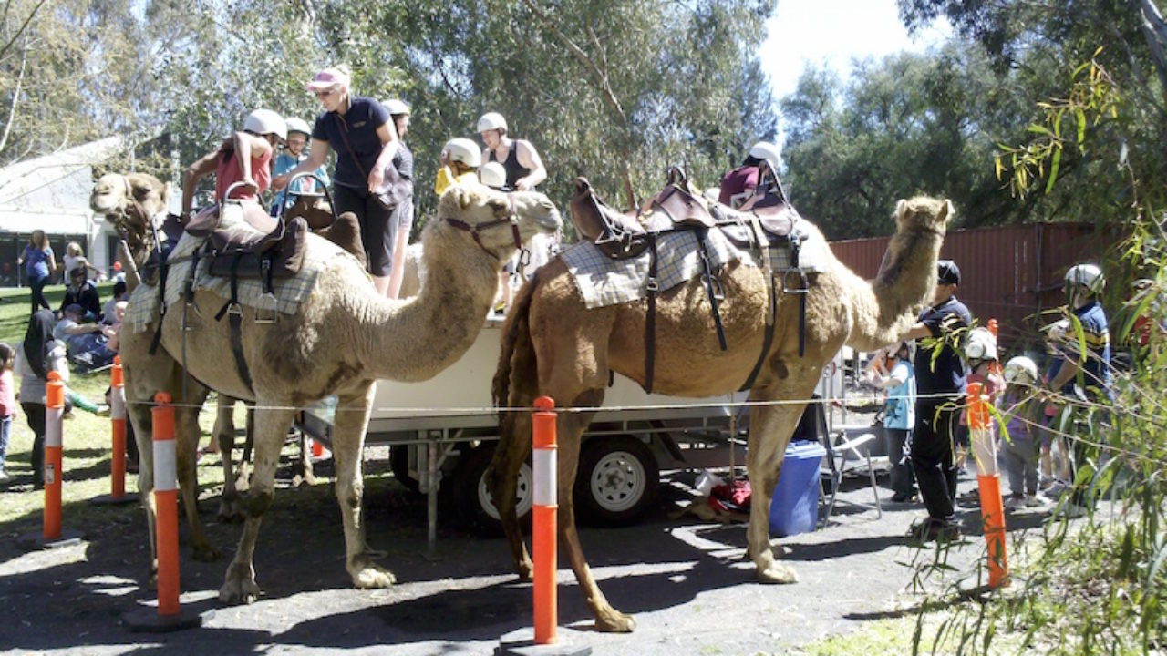Camels Bollywood Dancing And More At India Day Fest