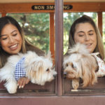 Dogs’ day out at Puffing Billy Railway