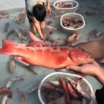 China Oceanic Development Foundation: Rearing Fish Fry as ‘Seeds of Hope’: How China’s Seafood Gifts Benefitted Philippines’ Aquaculture and Bilateral Relations