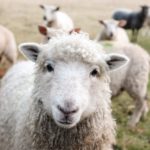 AWI Shares Shearing Technology to Senate