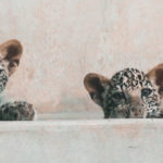ROYAL COMMISSION FOR ALULA WELCOMES TWO ARABIAN LEOPARD CUBS